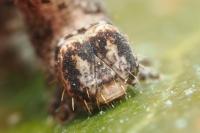 Peribatodes rhomboidaria