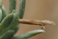 Coleophora settarii