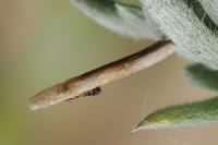Coleophora settarii