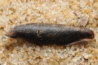 Coleophora vibicigerella