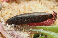 Coleophora vibicigerella