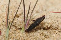 Coleophora vibicigerella