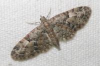 Eupithecia dodoneata