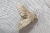 Orthosia cruda