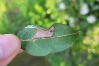 Phyllonorycter lantanella