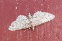 Gymnoscelis rufifasciata