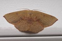 Cyclophora puppillaria