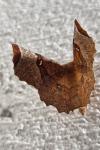 Selenia lunularia