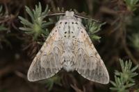 Cerura vinula