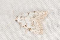 Nola confusalis