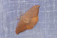 Watsonalla uncinula