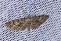 Eupithecia cocciferata