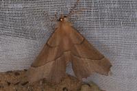 Gerinia honoraria
