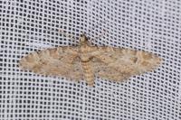 Gymnoscelis rufifasciata