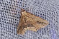 Menophra abruptaria