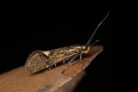Esperia sulphurella