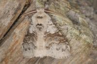 Calliteara pudibunda