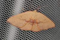 Cyclophora puppillaria