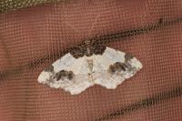 Ligdia adustata