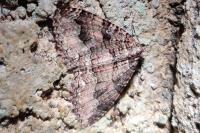 Triphosa dubitata