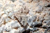 Alucita hexadactyla