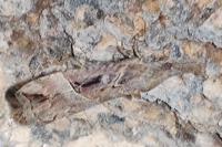 Hypena rostralis