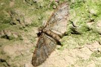 Eupithecia abbreviata