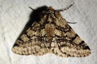 Lycia hirtaria