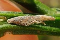 Coleophora calycotomella