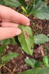 Phyllonorycter lantanella