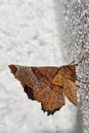 Selenia lunularia