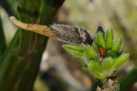Coleophora calycotomella