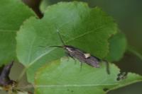 Esperia sulphurella
