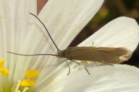 Coleophora lutarea