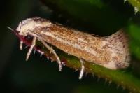 Elachista rufocinerea