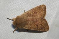 Orthosia cruda