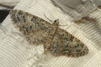 Eupithecia dodoneata