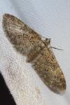 Eupithecia abbreviata