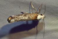 Pseudoswammerdamia combinella