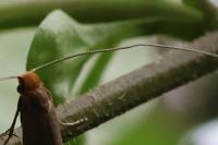 Nematopogon adansoniella