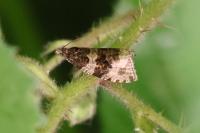 Orthotaenia undulana