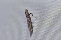 Parornix finitimella