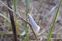 Elachista argentella