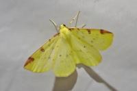 Opisthograptis luteolata