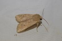 Orthosia cruda