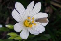 Coleophora lutarea