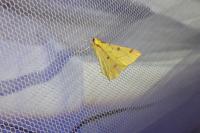 Opisthograptis luteolata