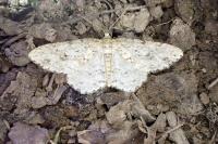 Ectropis crepuscularia