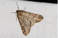 Alsophila aescularia