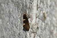 Incurvaria masculella